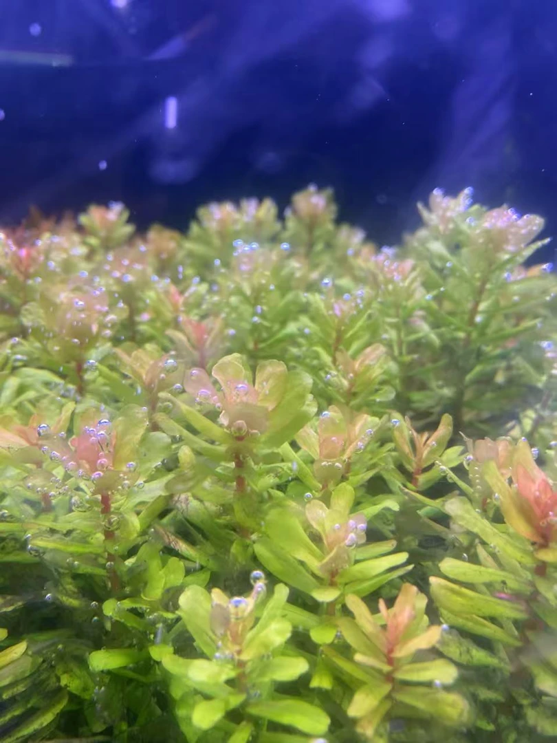 ADA屠戮宫廷TULU宫廷草缸水草鱼缸造景中后景水下叶打头草