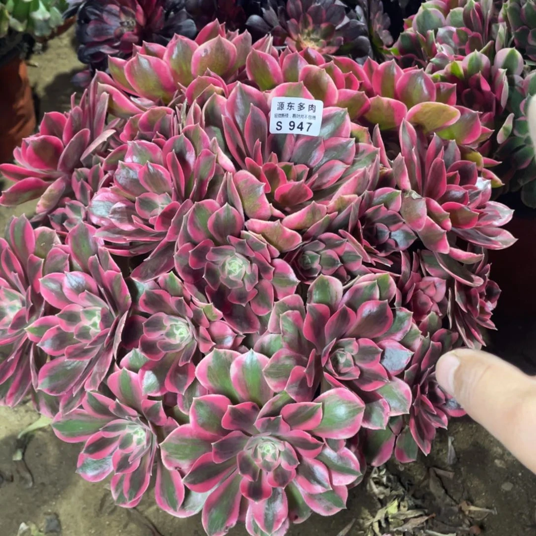 用***3947女妖多肉法师断枝不包