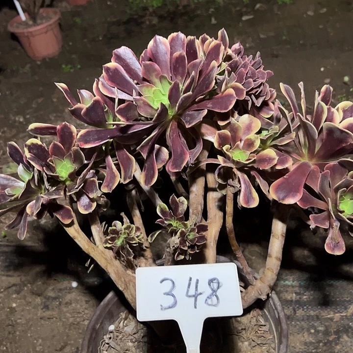 多肉植物欧嘉莉缀花348