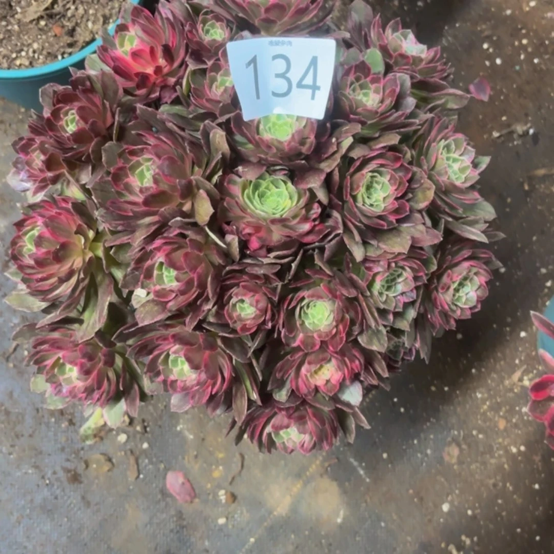 哈哈多肉葡萄福利来134