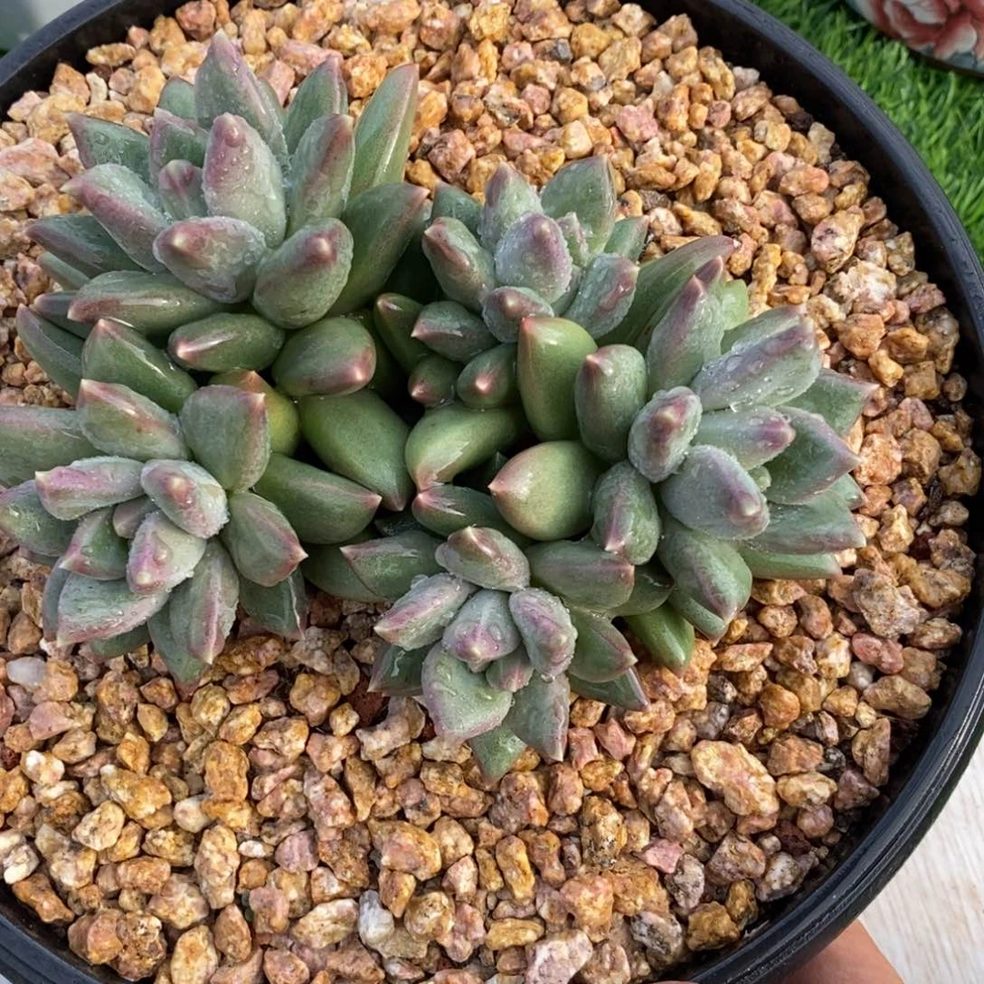 综合链接郁金香群