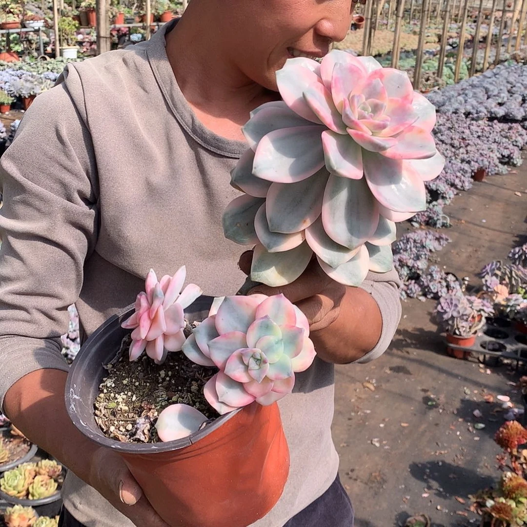 三头起白腹轮紫乐锦18.24 双十一福利