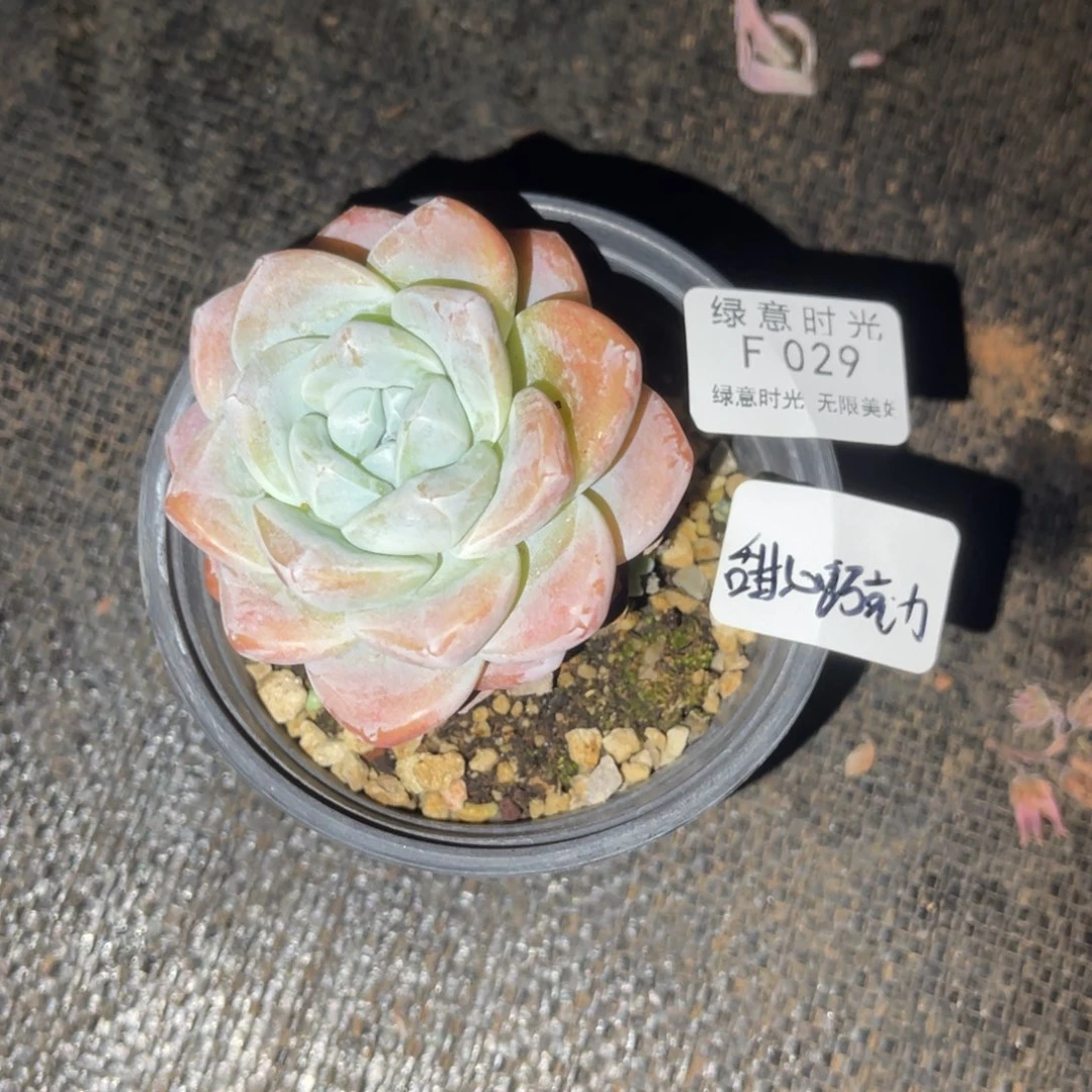 甜***力029 带陶瓷盆发货 满28包邮