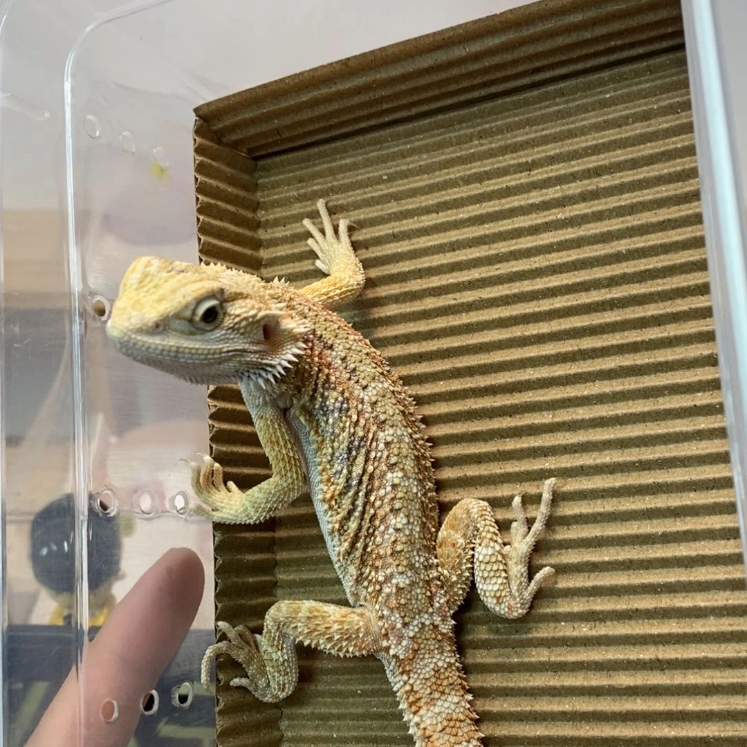 豹纹守宫豹纹守宫