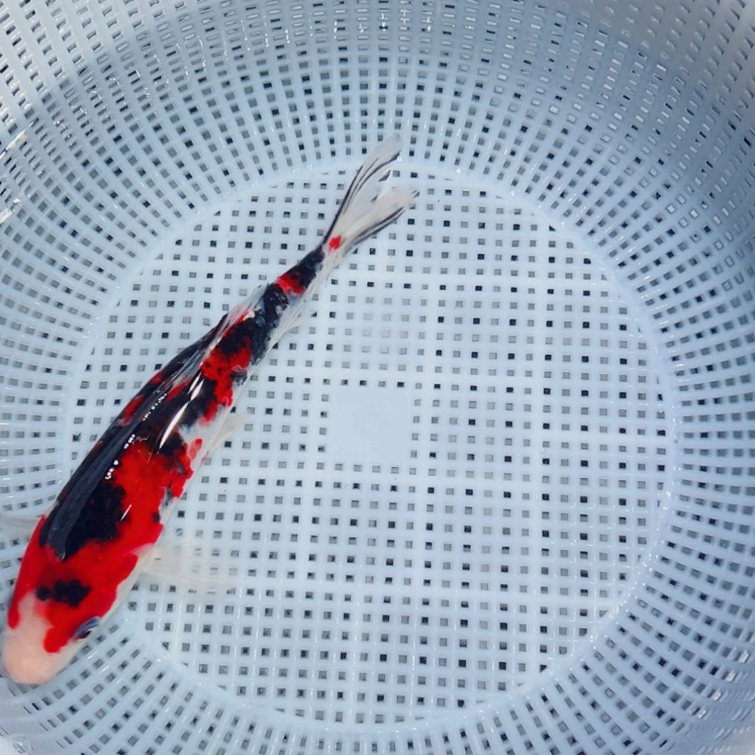 锦鲤锦鲤观赏鱼1111