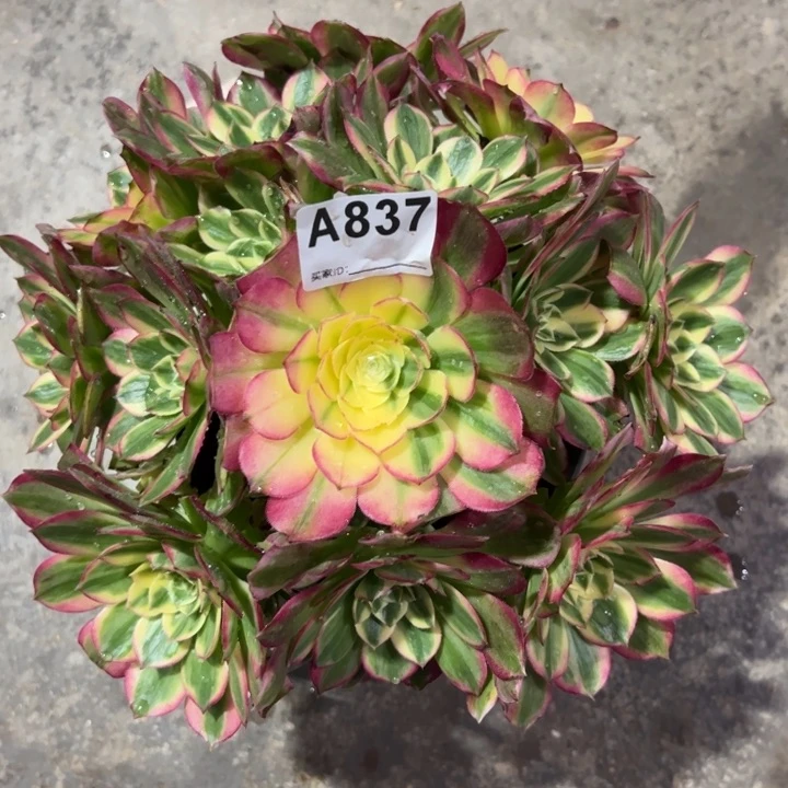 837海鲜25厘米左右