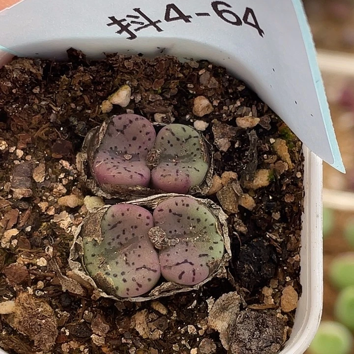 4-64荷叶安贞多肉植物