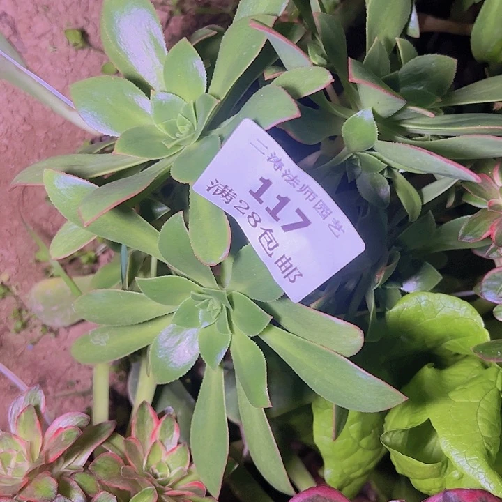 开**兔117知否侧牙一个