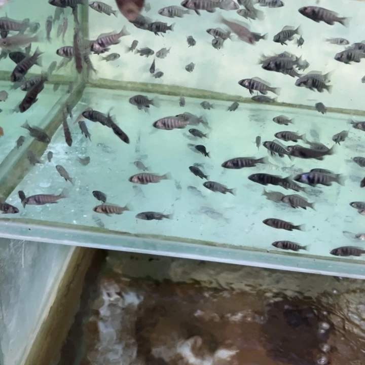 海水鱼三湖慈鲷，热带淡水鱼