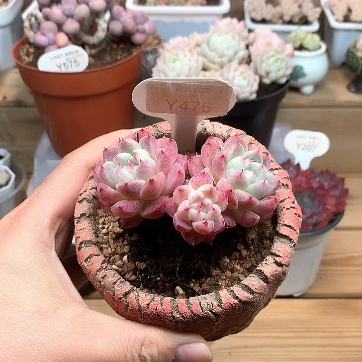 0476如梦令8.0厘米