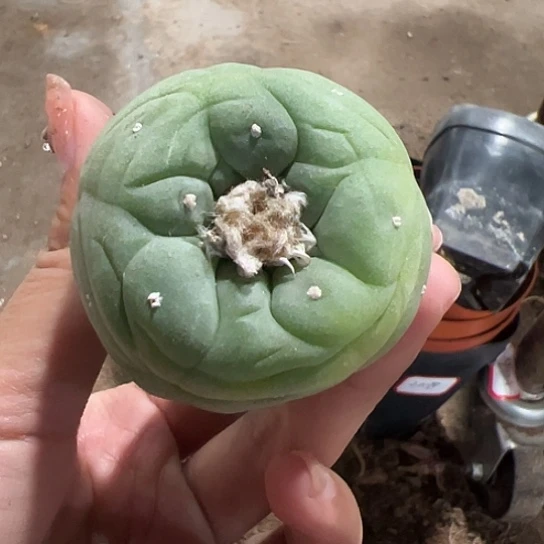 大*实生草球566778