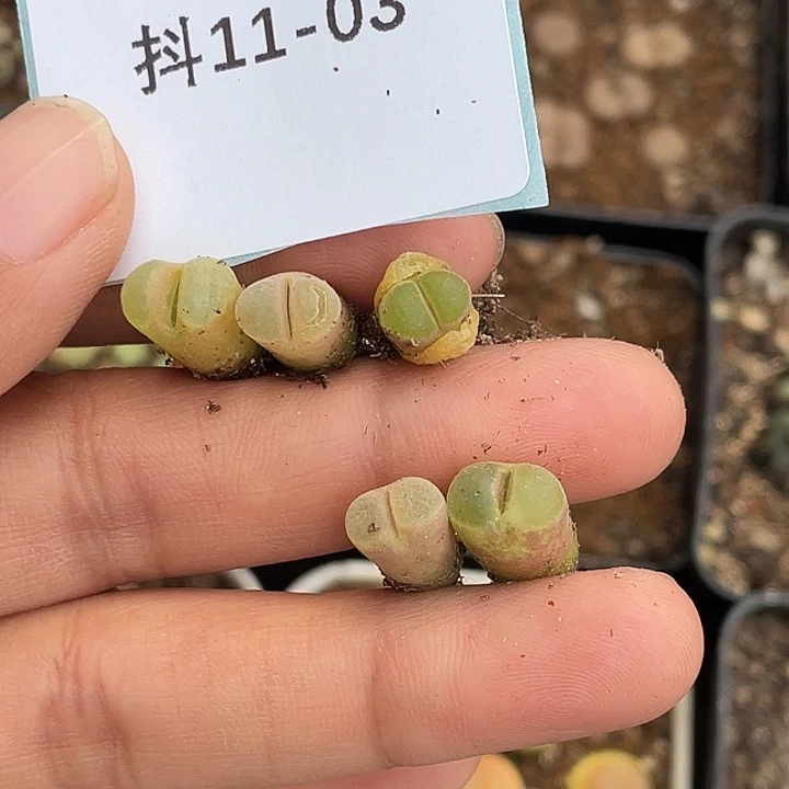 ~**~11-3肉锥多肉植物