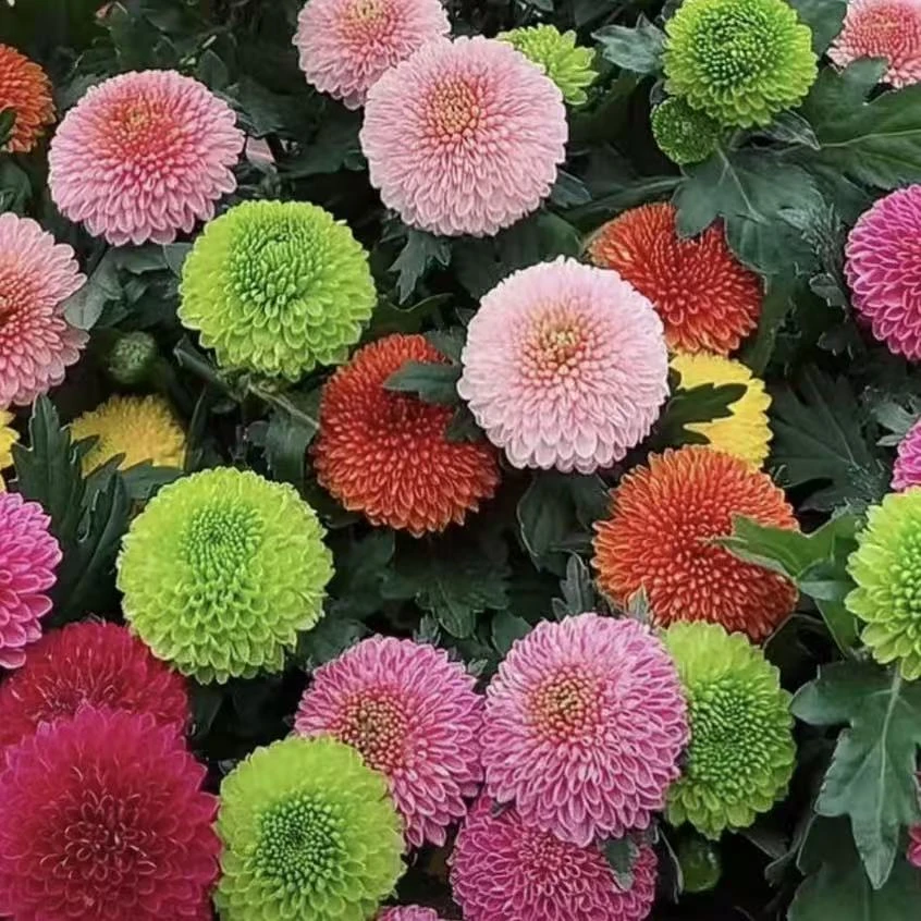 Q 多彩乒乓菊 花期长 室内室外 地栽盆栽 多年生 花期长 新手适养