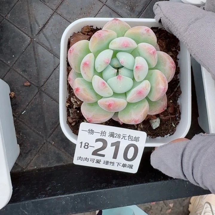 月光之城无盆土发货多肉多
