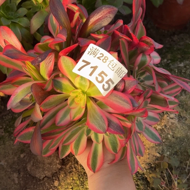 7155南美杜莎多肉植物