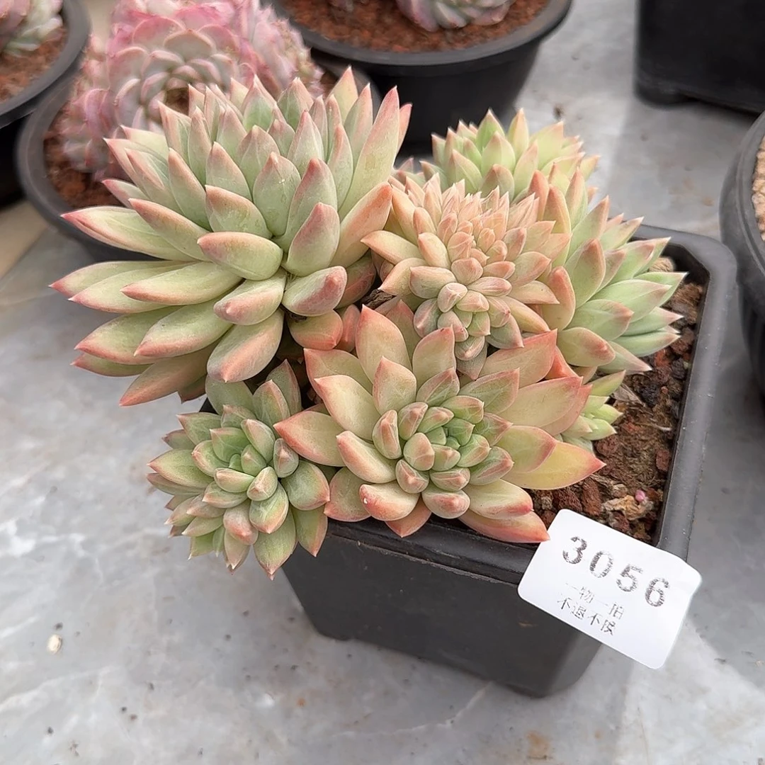 何*门3056号美人缀化