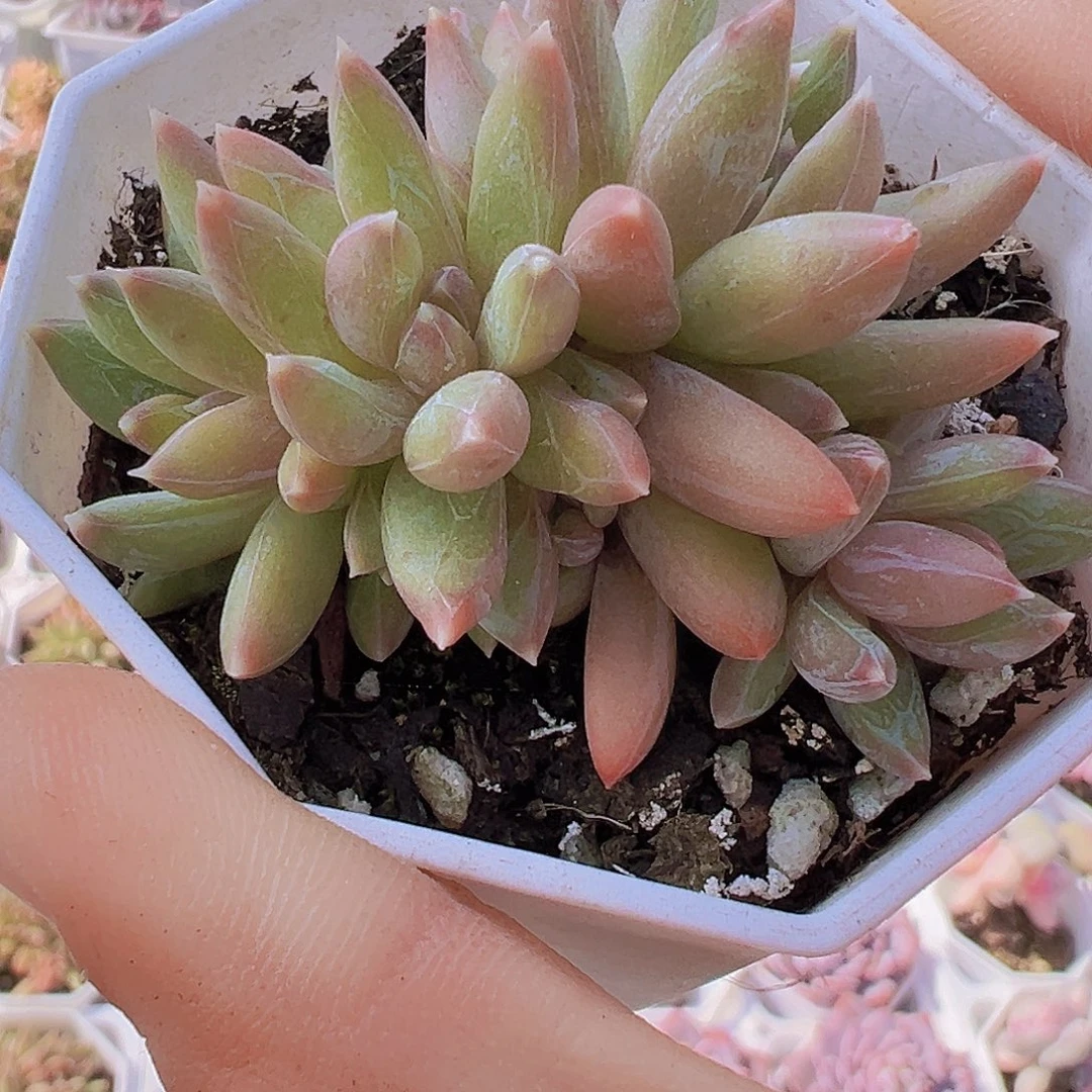 炫彩星群19包邮多肉