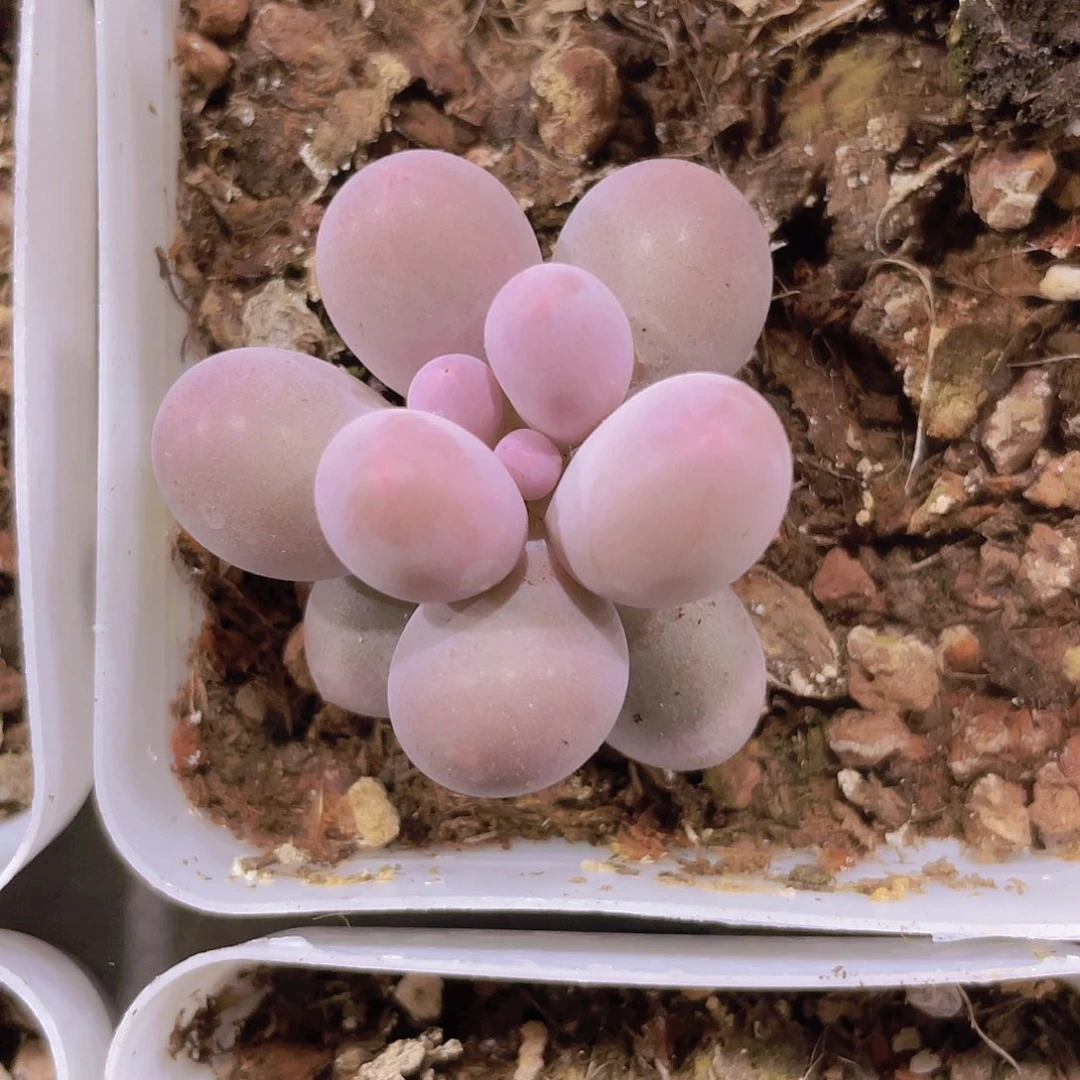 汤圆a085一物一拍