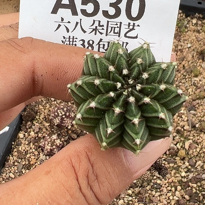 无花朵530号实生米哈