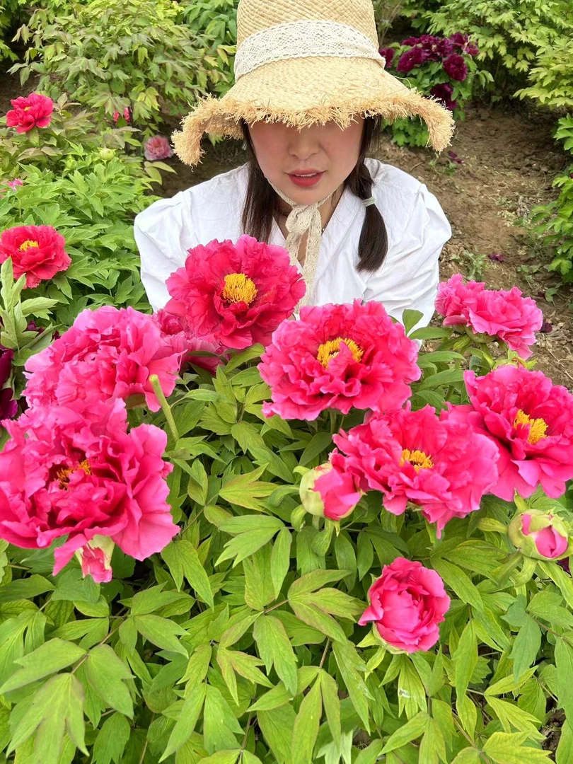 洛阳产地直发进口牡丹品种（日暮）成花率高，