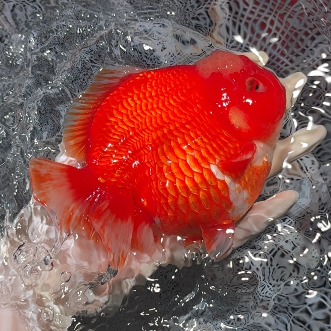 金鱼精品短尾将军狮子