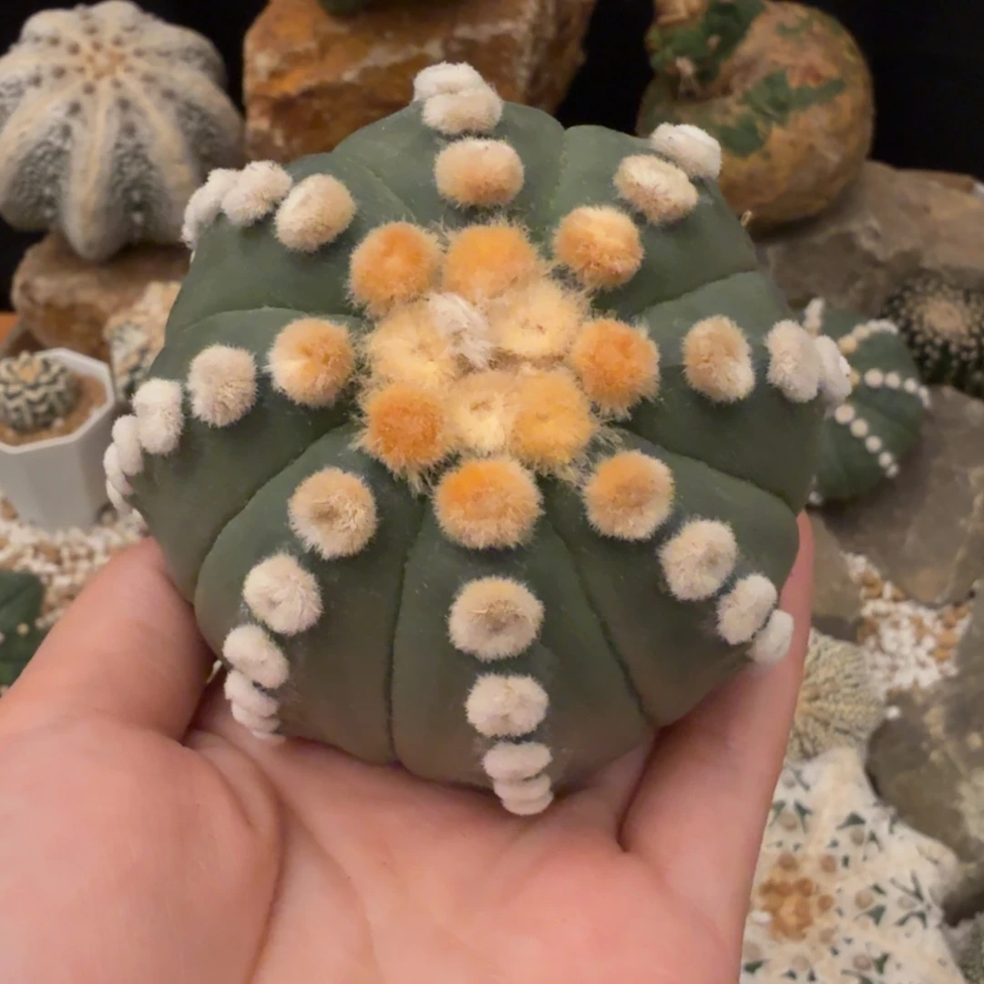 葛***乔大尤兜哈哈哈哈哈哈哈