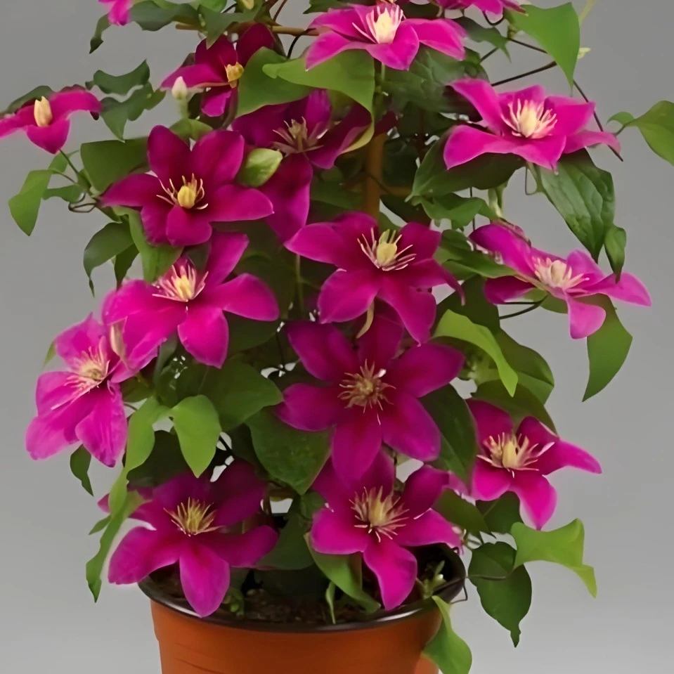 黛玉 大道系列大花铁线莲大花庭院阳台植物观花盆栽地栽花卉