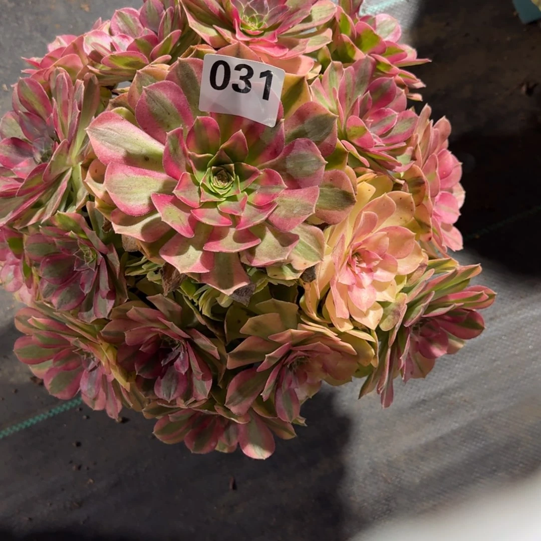 大雨河多肉植物老庄031