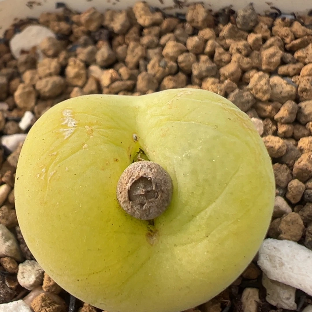 120多肉植物百科植物