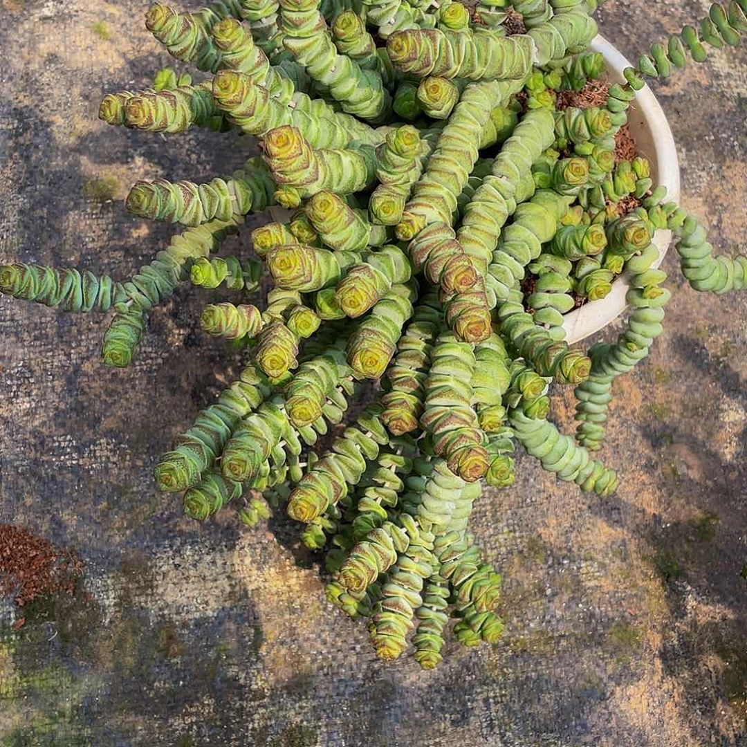 浙**和钱串多肉植物群
