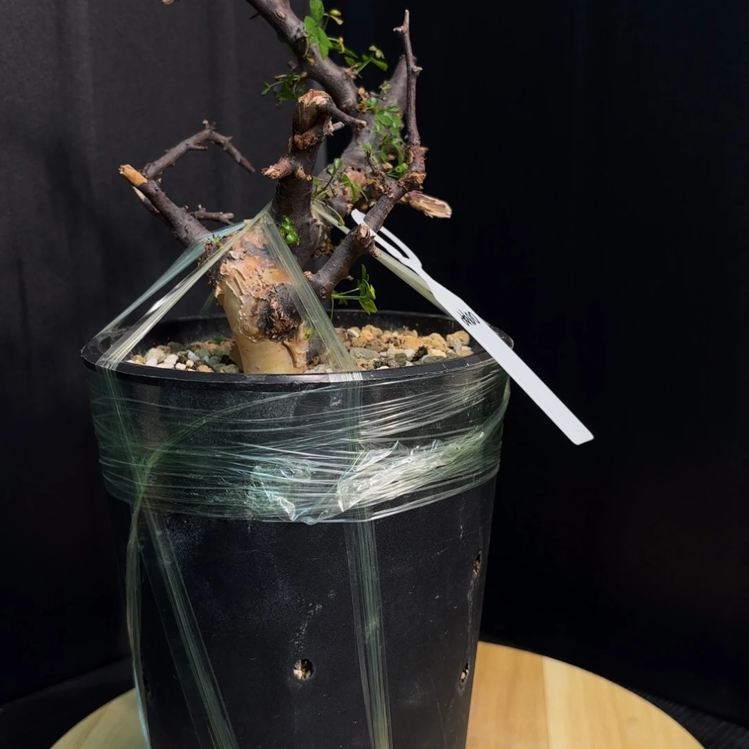 黏***子卡塔夫正白皮