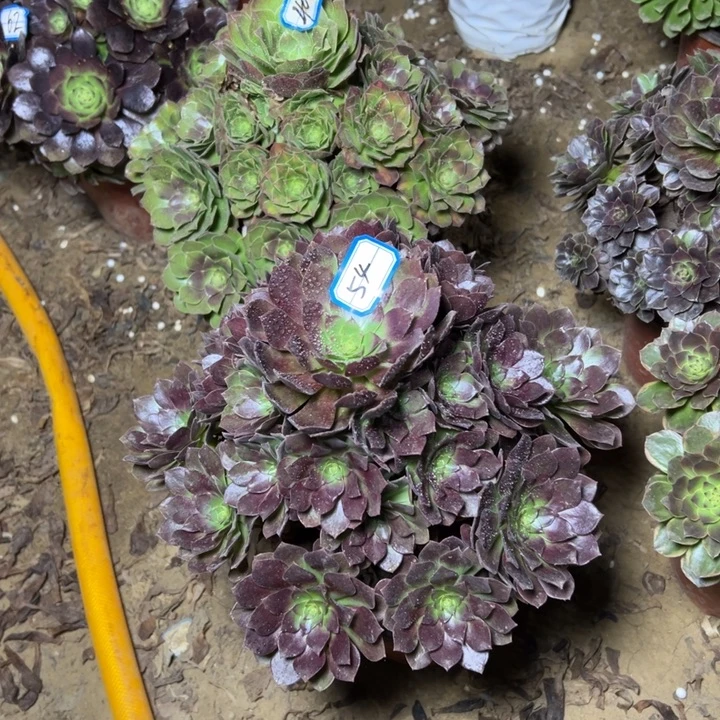 多肉植物黑魔法师54