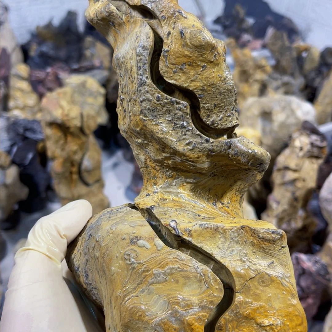 东*附石盆景一物一拍