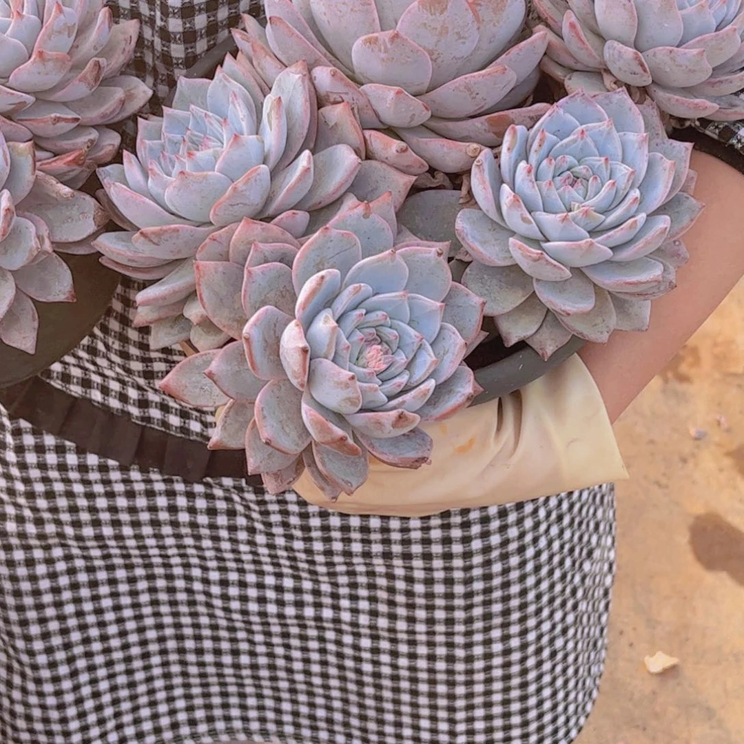 粉蓝鸟29.99一单发货