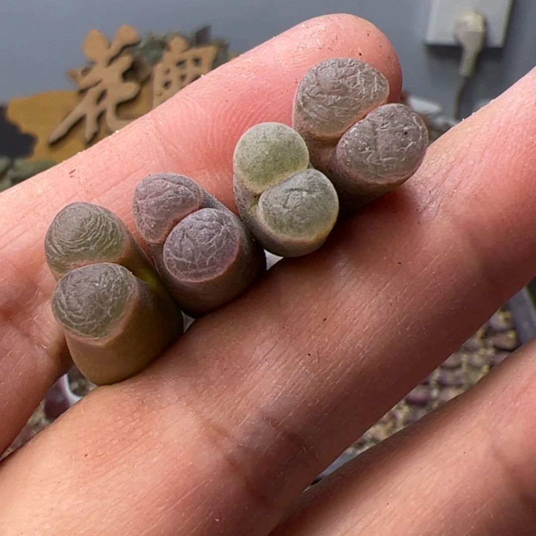 【闪购商品】000000010