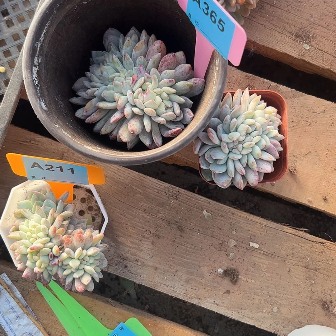 ****、多肉植物一物一拍