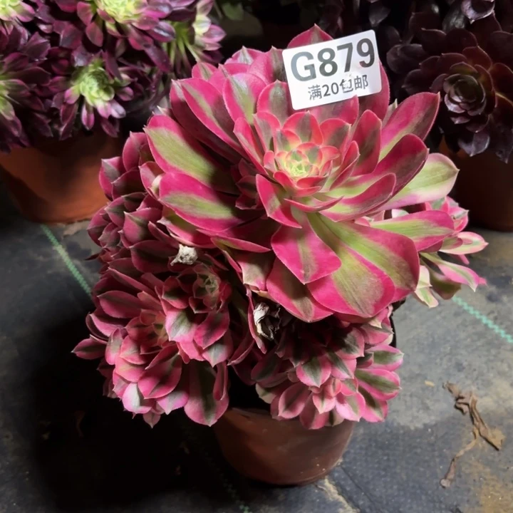 瑞妈一物一拍 879