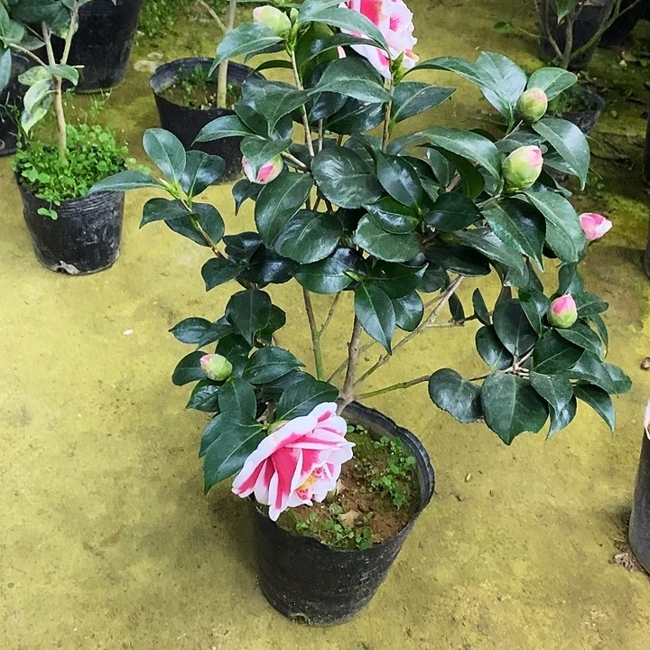 友之浦。 60高。