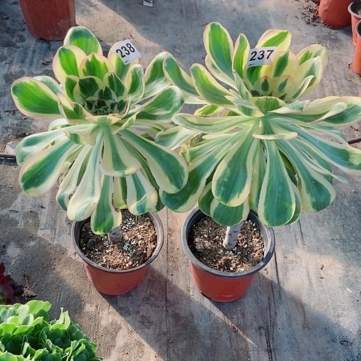 燕姿锦238237多肉1111