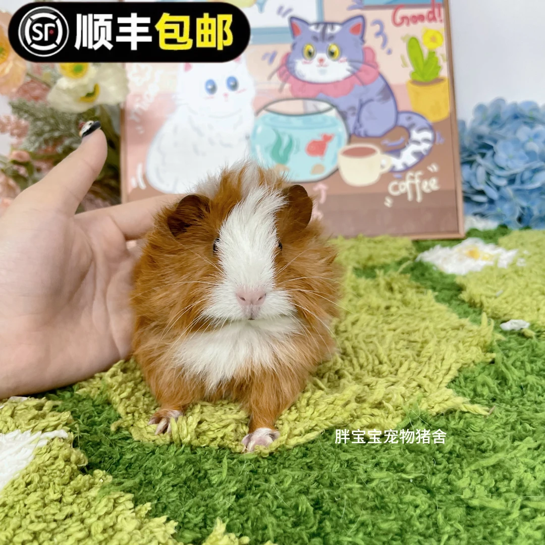 可爱红白开脸长逆毛妹妹 顺丰包邮