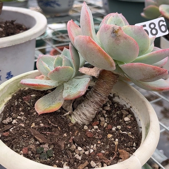 小***游586白凤脱土发货退不换