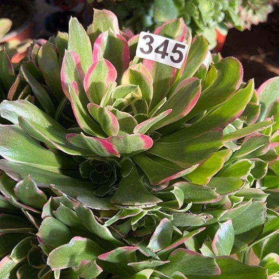 ?*猫多肉植物一个