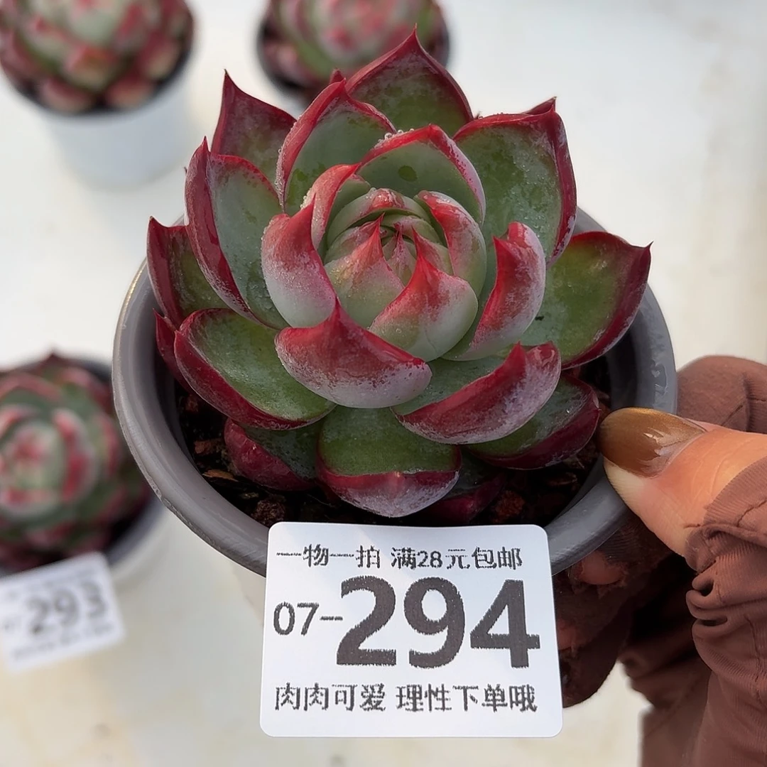 惊鸿多肉无盆土发货无盆土发货无