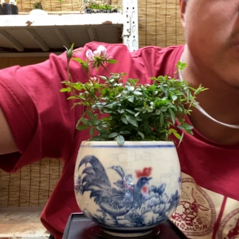 红陶一物一拍所见即所得102