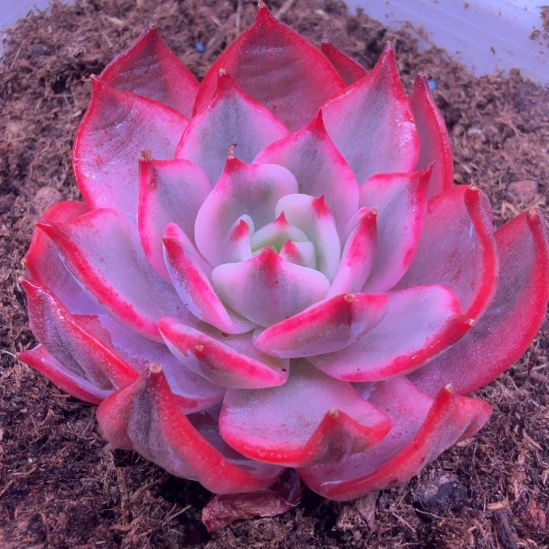 劳伦斯锦 多肉植物锦