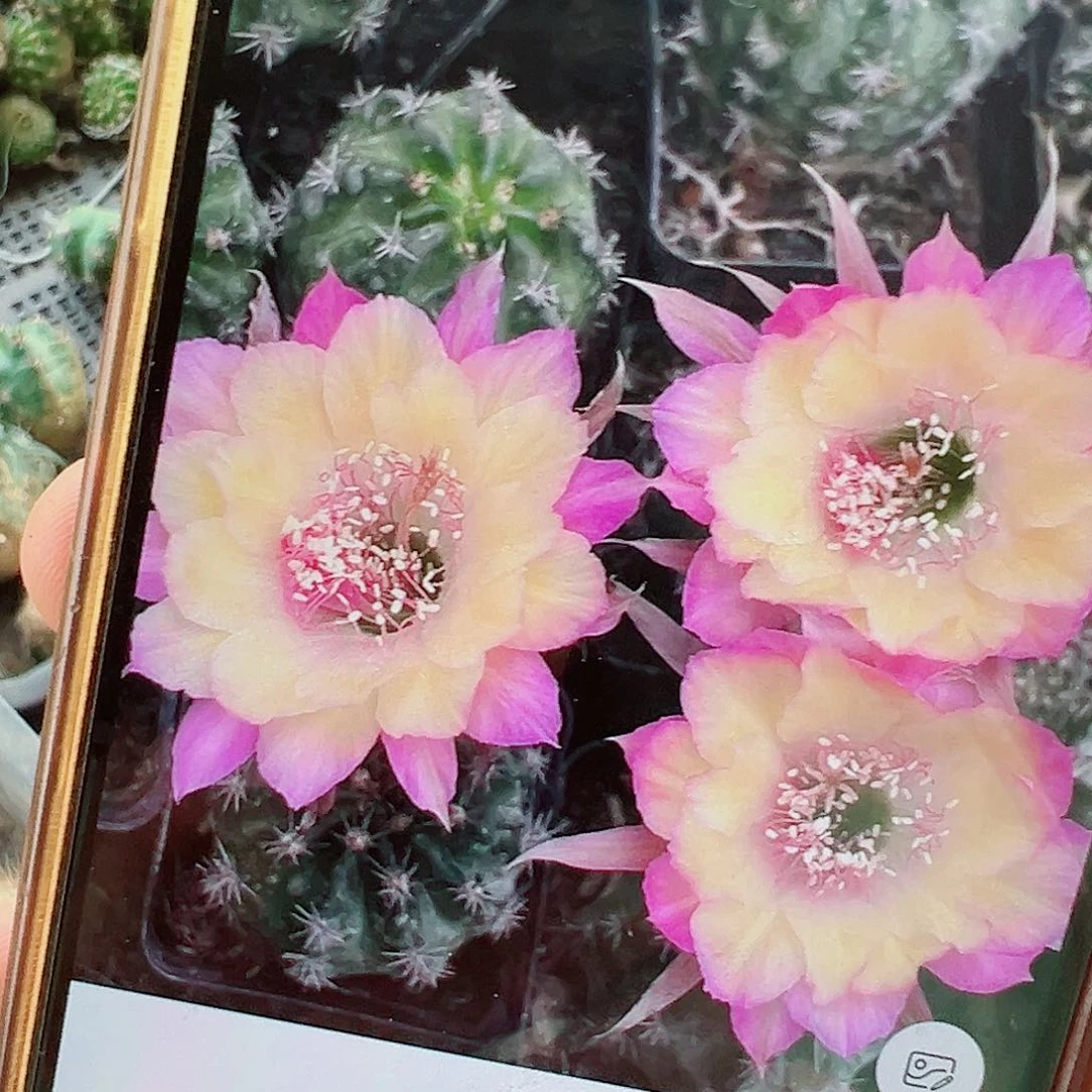 丽花 极光 侧芽 000000