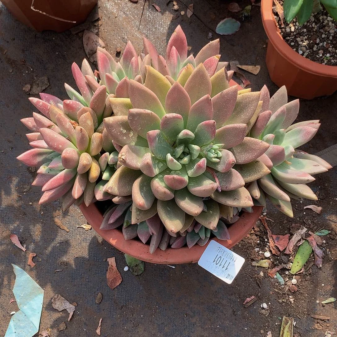 昕***品     桃花源11101