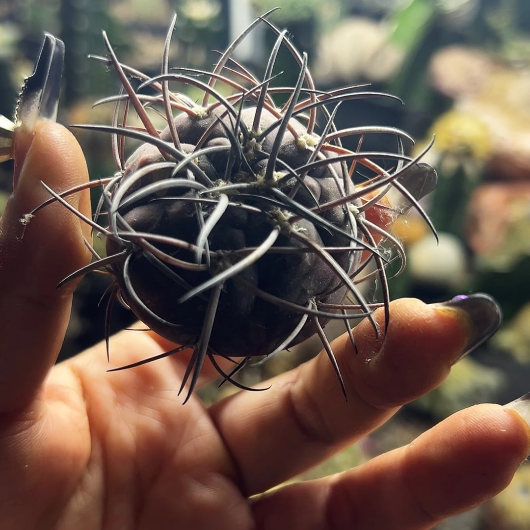 紫皮天平有根仙人球1111111111