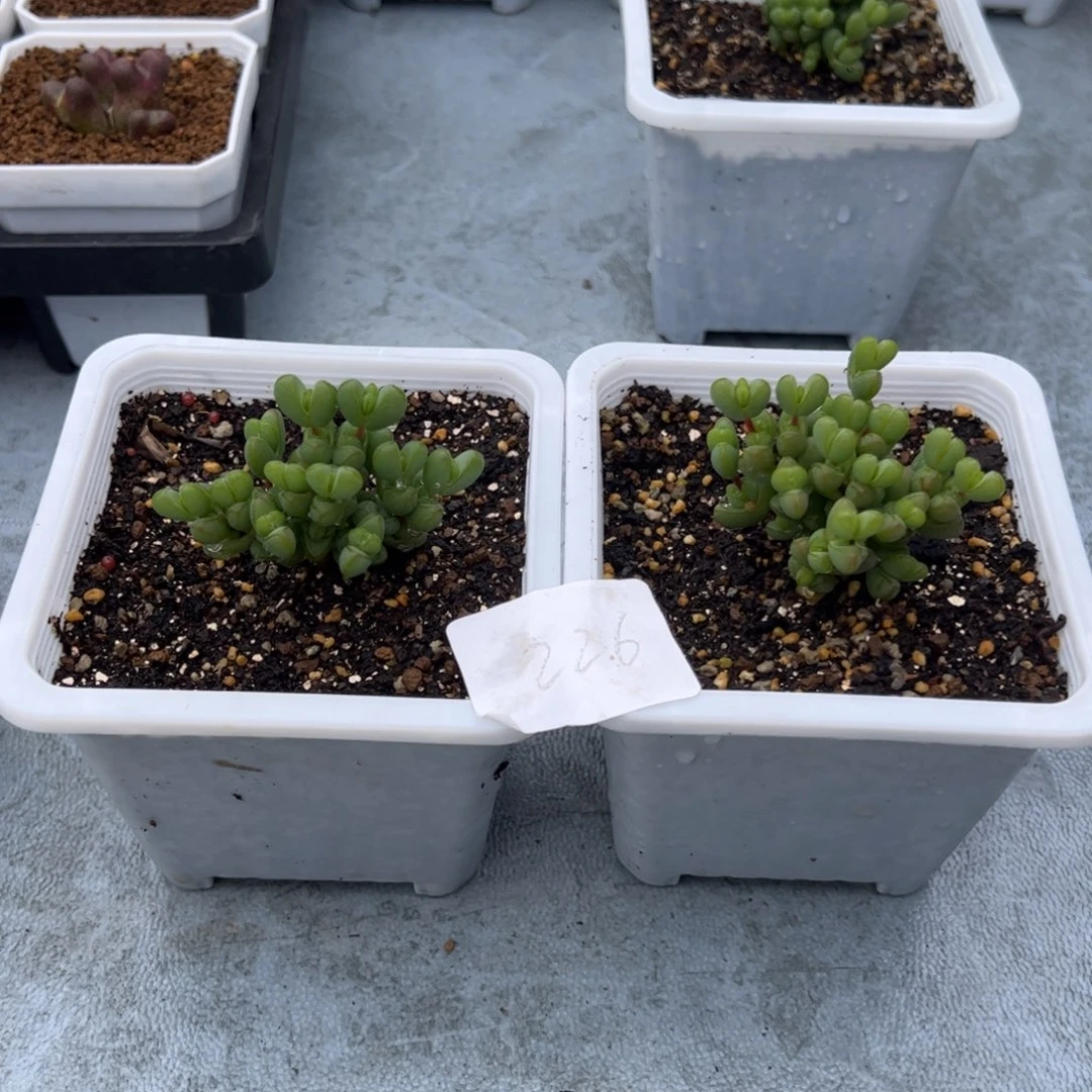 b****u226号元宝3.4多肉