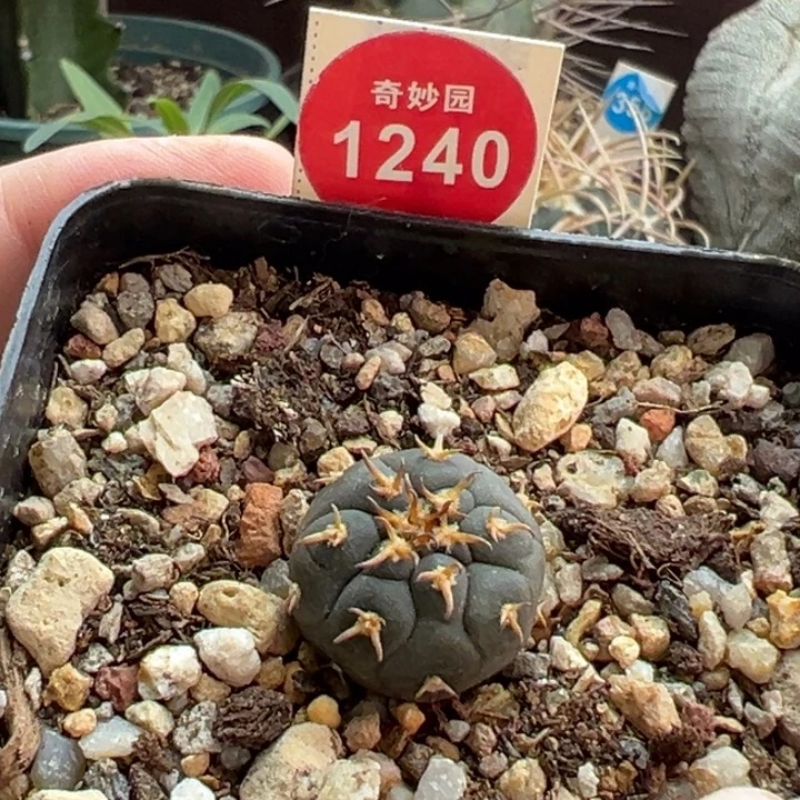 实生短豪刺猫爪一棵仙人球